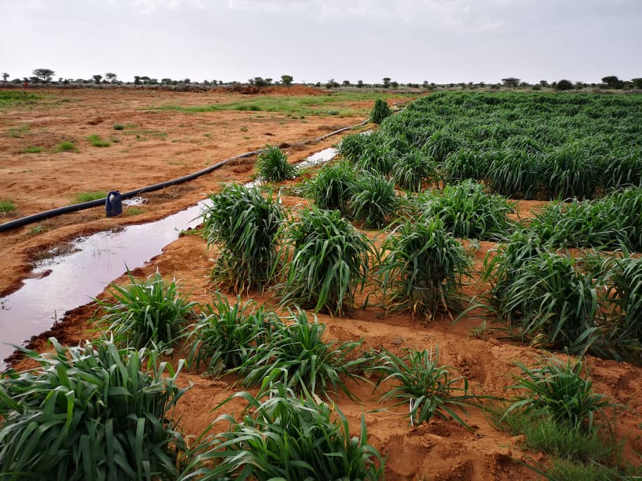 khaalid-crops khaalid-crops